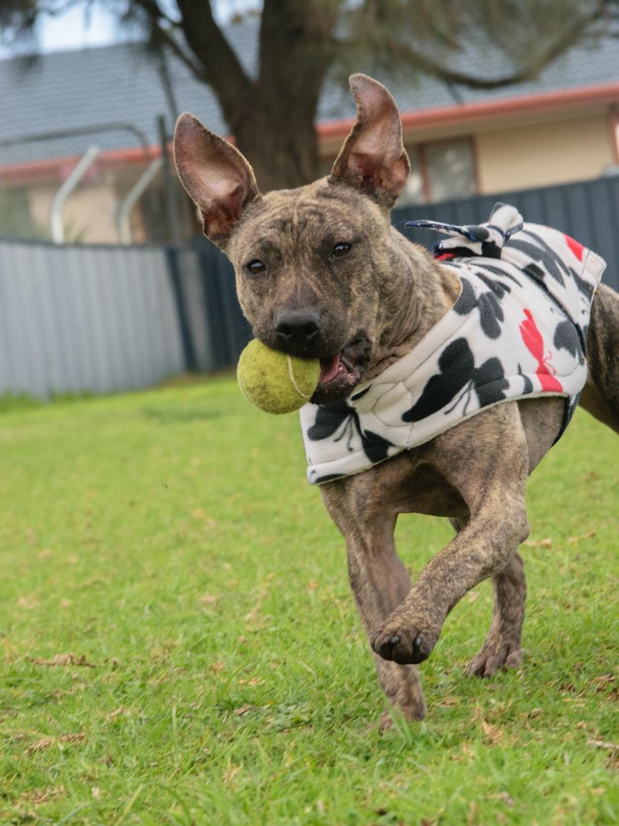 Meet the two South Aussies sewing hundreds of warm coats for rescue