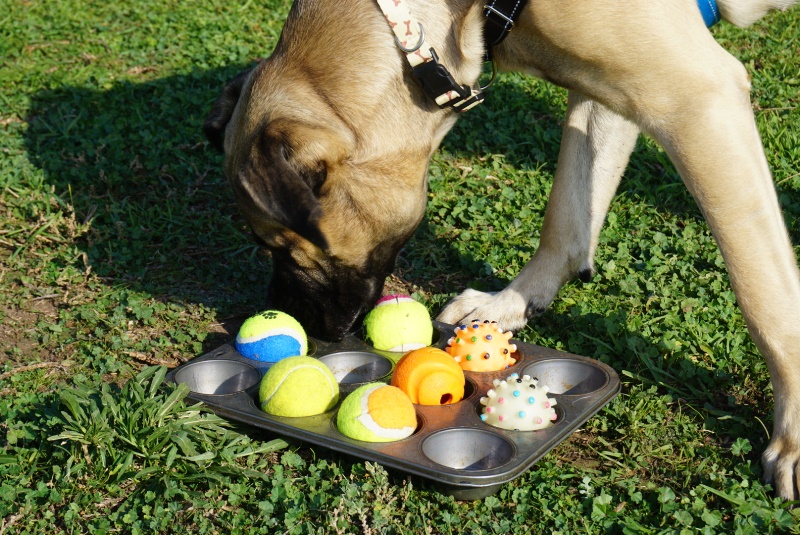 sensory dog toys
