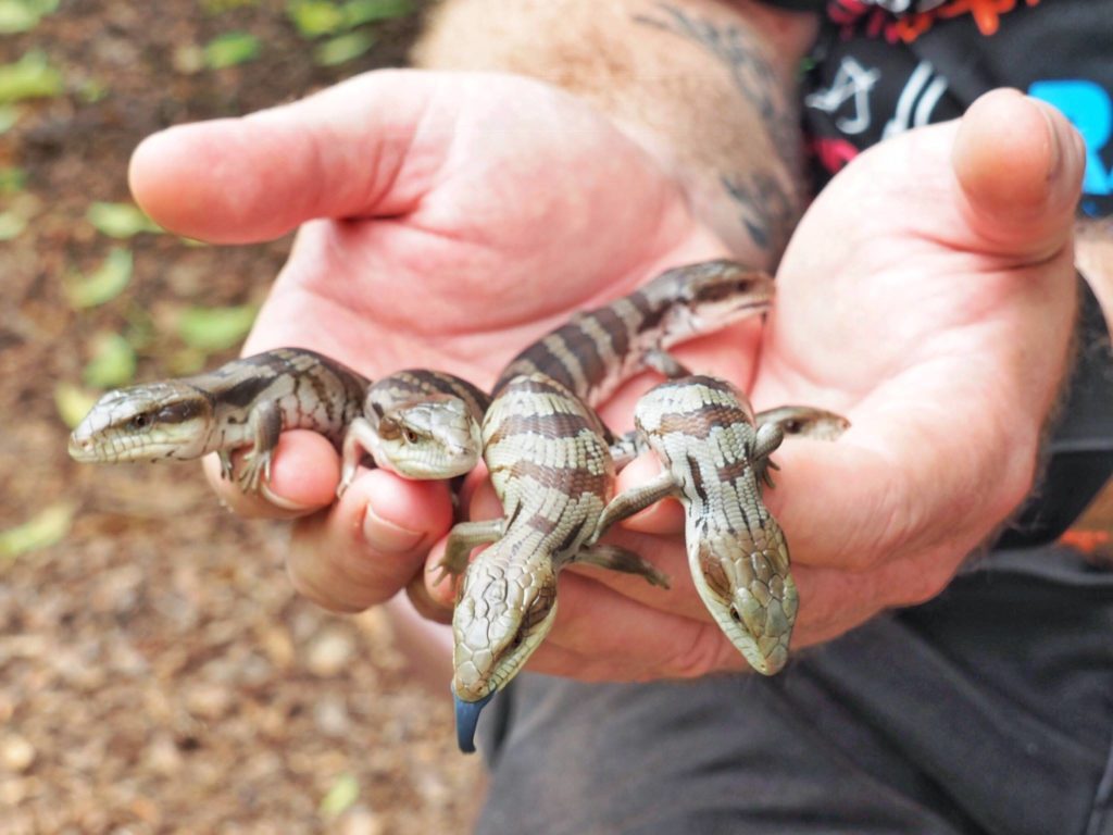Baby blue tongue lizards - photo RSPCA Queensland