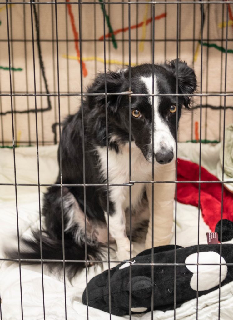 Loving for new border homes collies looking Dogs For
