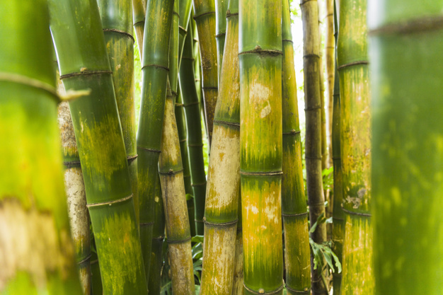 bamboo