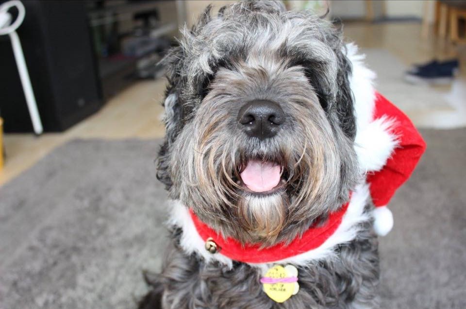 Christmas dog Molly (photo shot by Cassie Beattie via Facebook)