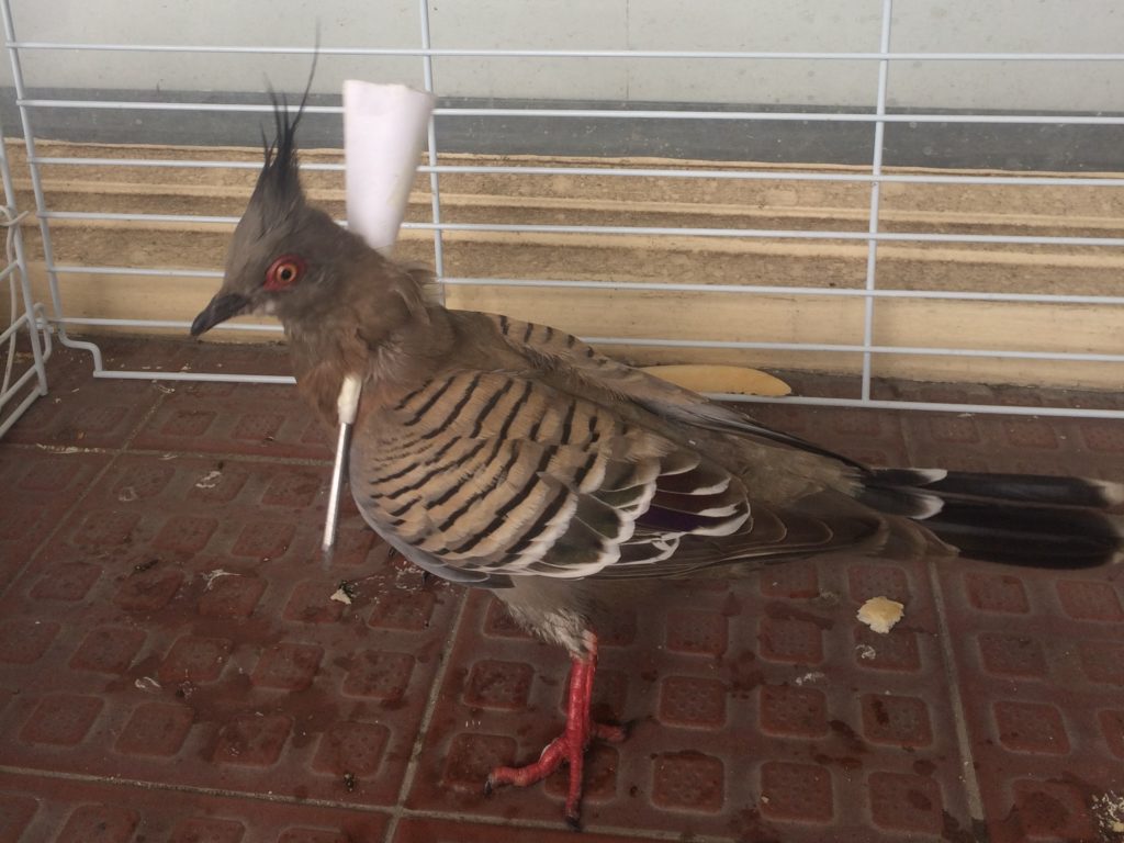 Pigeon with dart through neck