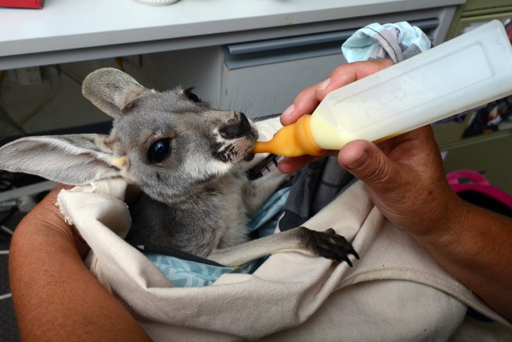 Animal rescue - RSPCA South Australia