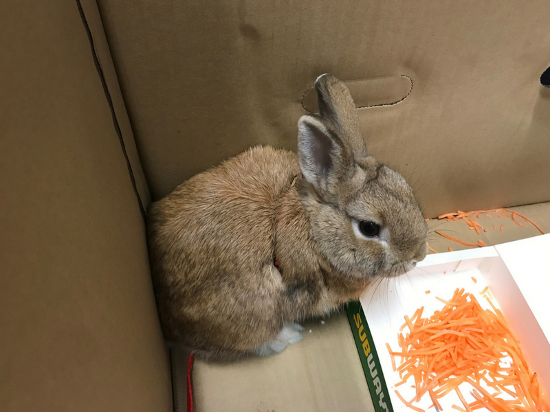 Rabbit abandoned at Adelaide Airport