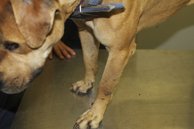 3 most shocking SA animal cruelty cases prosecuted by RSPCA this past year  - RSPCA South Australia