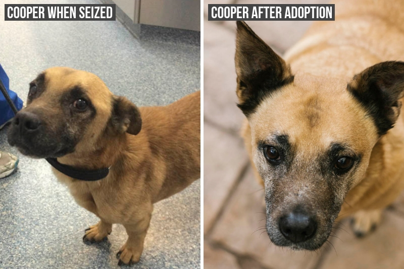 Cooper before and after