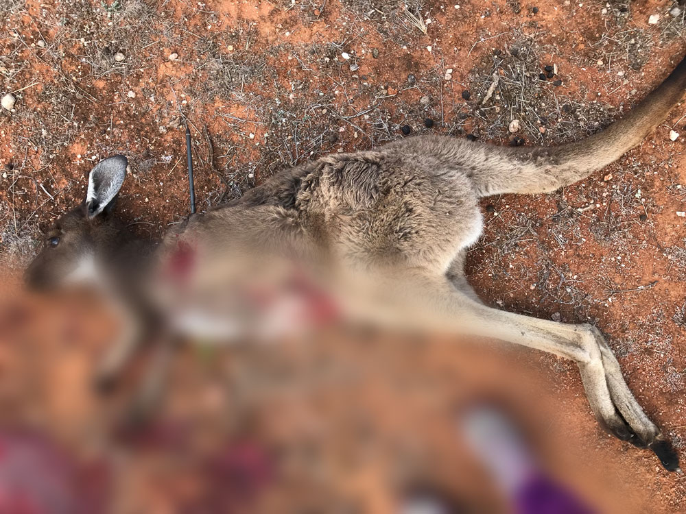 Kangaroo-shot-by-crossbow-at-Whyalla