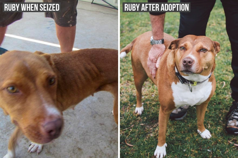 Ruby before and after