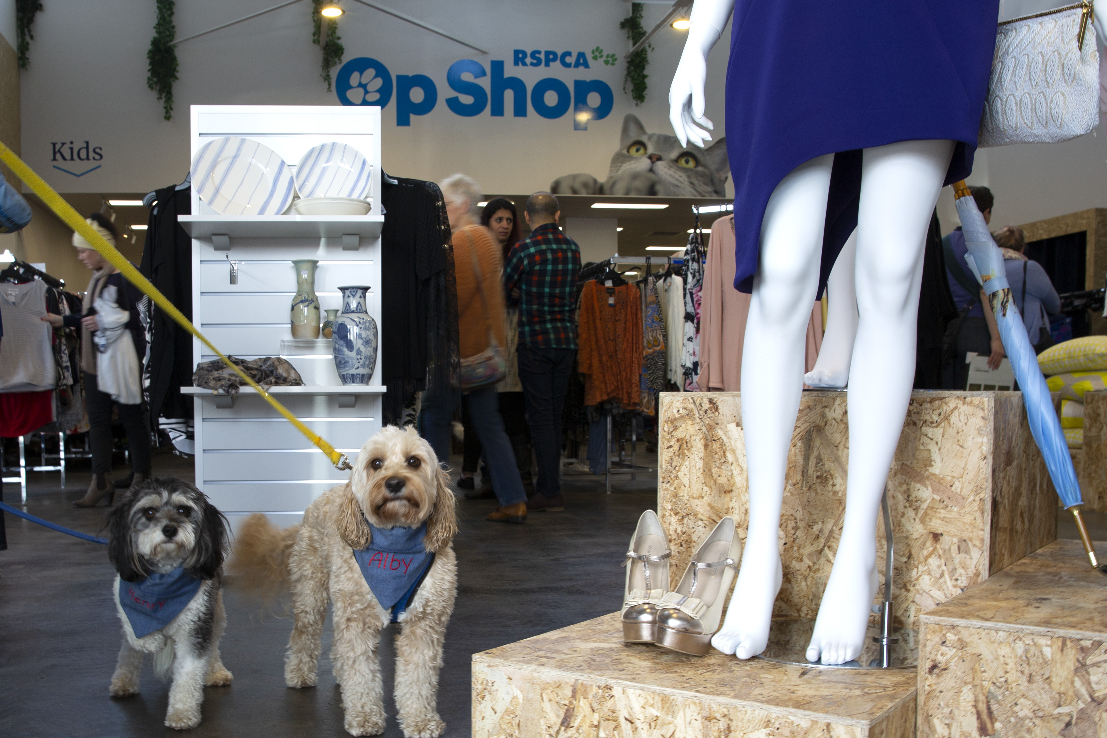 Dogs at our op shops! 