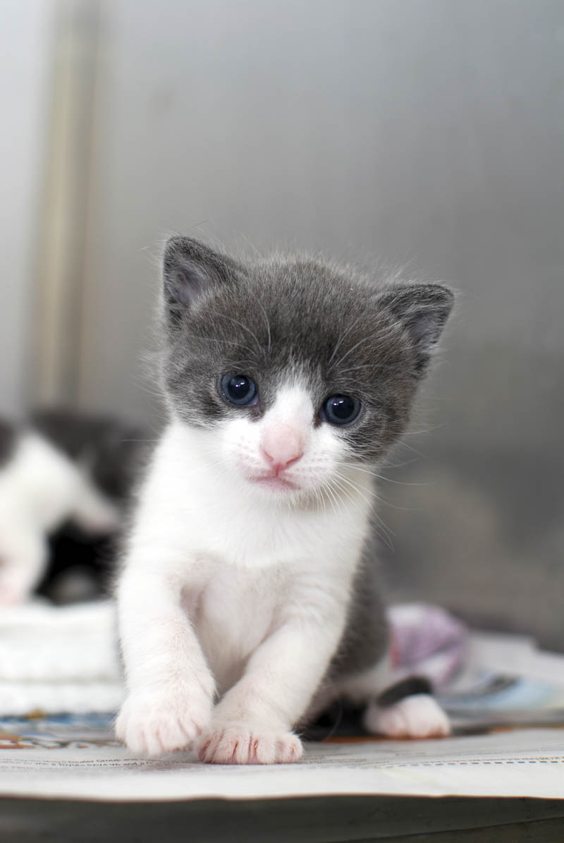 Donate to help our kitten foster carers