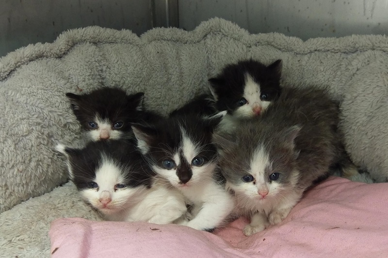 Kittens dumped at Woodville Gardens