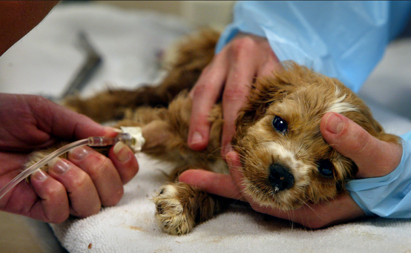 Puppy being treated