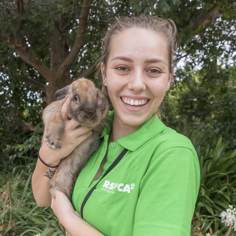 Volunteer - RSPCA South Australia