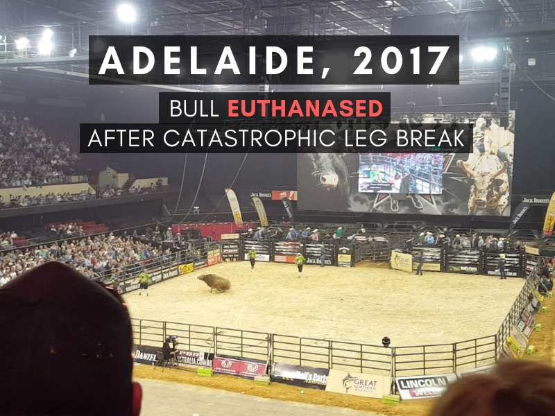 Bull euthanased after 2017 PBR event in Adelaide.