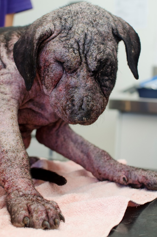 Puppy with terrible case of mange is unrecognisable after months of  treatment