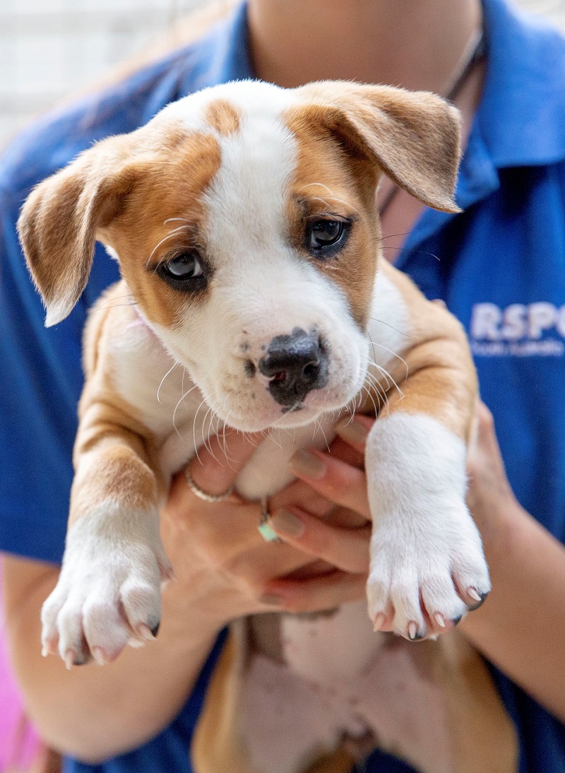Small Dogs For Adoption Australia