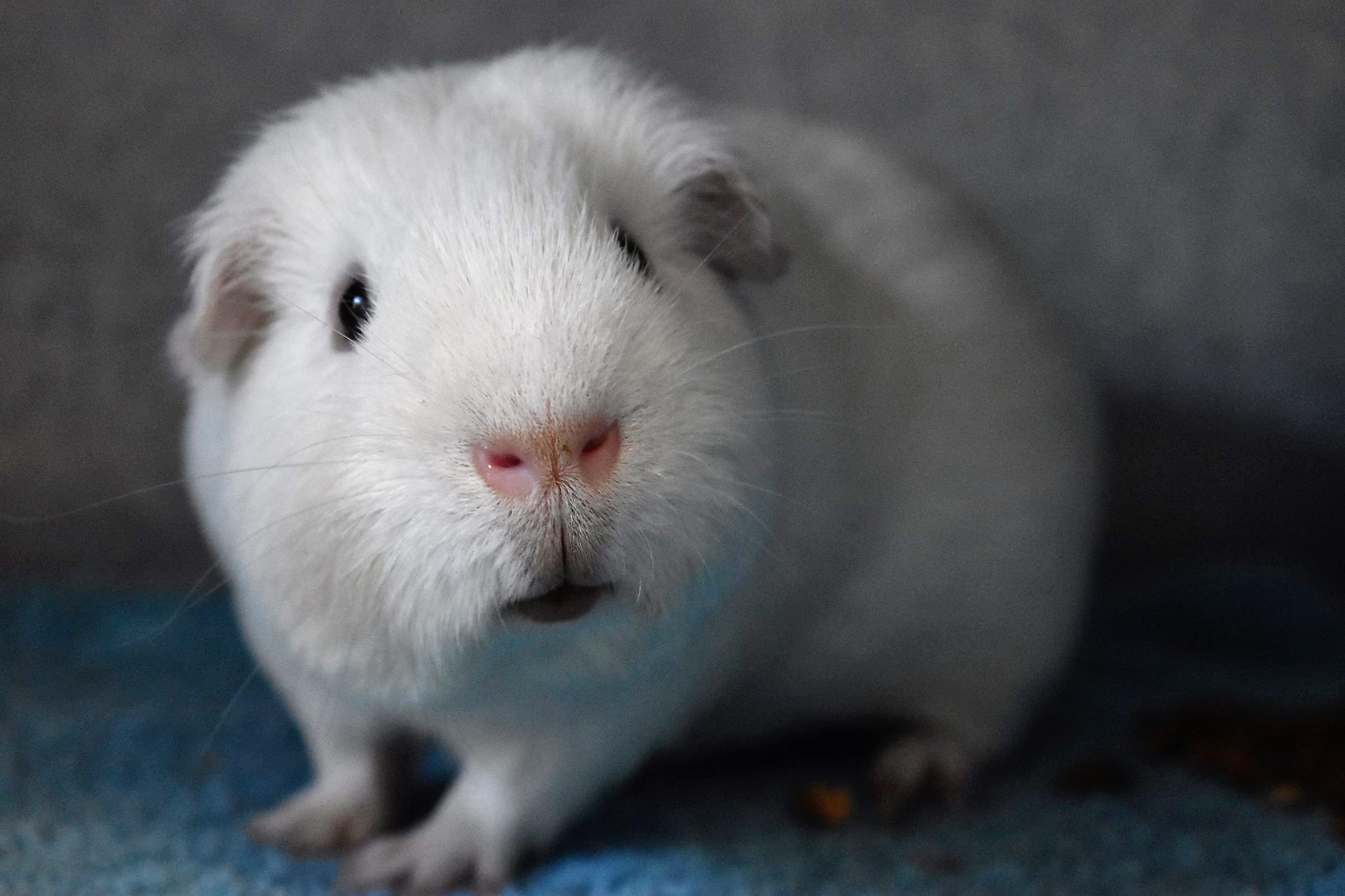 Adopt a guinea pig from RSPCA SA