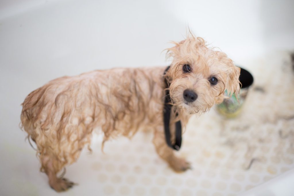 The complete guide to grooming your dog - RSPCA South Australia