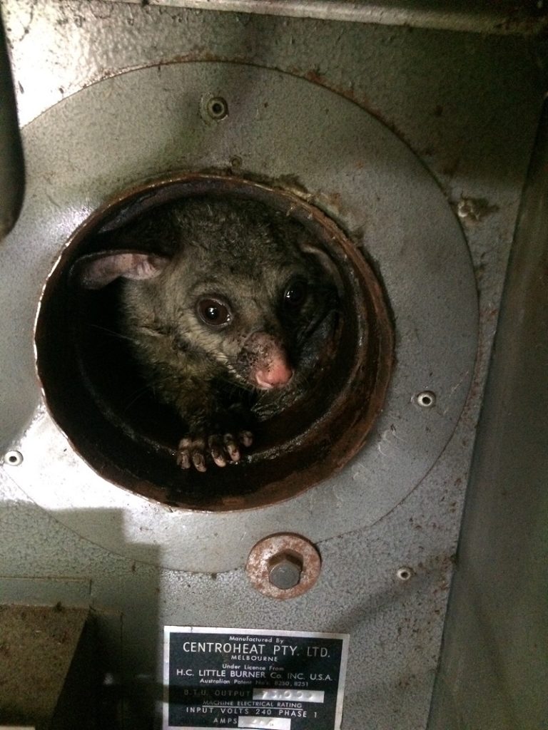 Possum rescue 2018