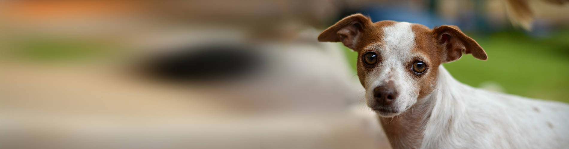 Lost pets RSPCA South Australia