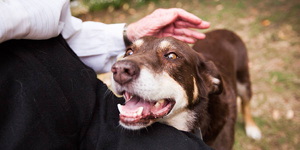 Pet care support - RSPCA South Australia