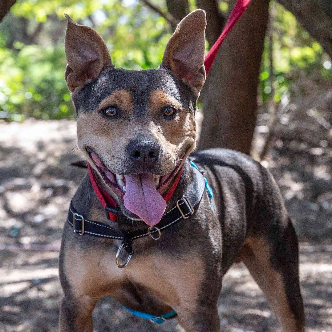Animal Care Campus In Adelaide RSPCA South Australia