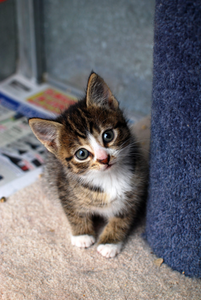 The Complete Guide To Raising A Kitten Part 1 Coming Up With The Purrfect Name Rspca South Australia The Complete Guide To Raising A Kitten Part 1 Coming Up With The Purrfect Name Rspca South Australia