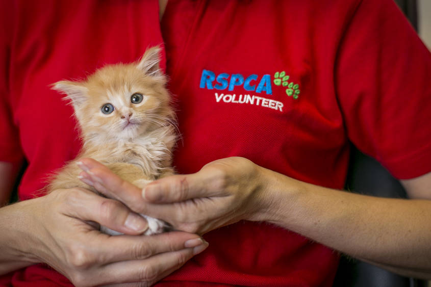 Kitten care s RSPCA South Australia