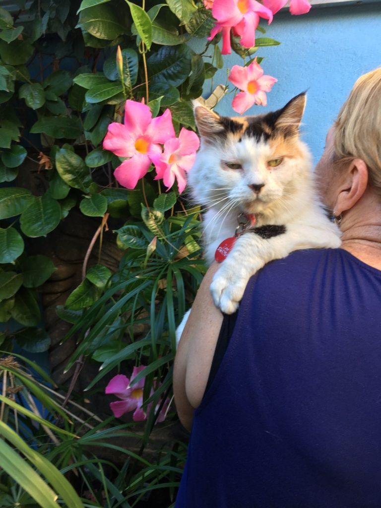 Zoe the cat adopted after 241 days in care