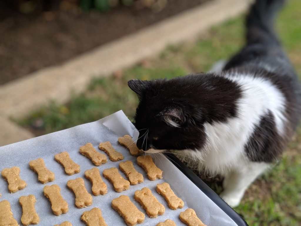 cat sniffing treats