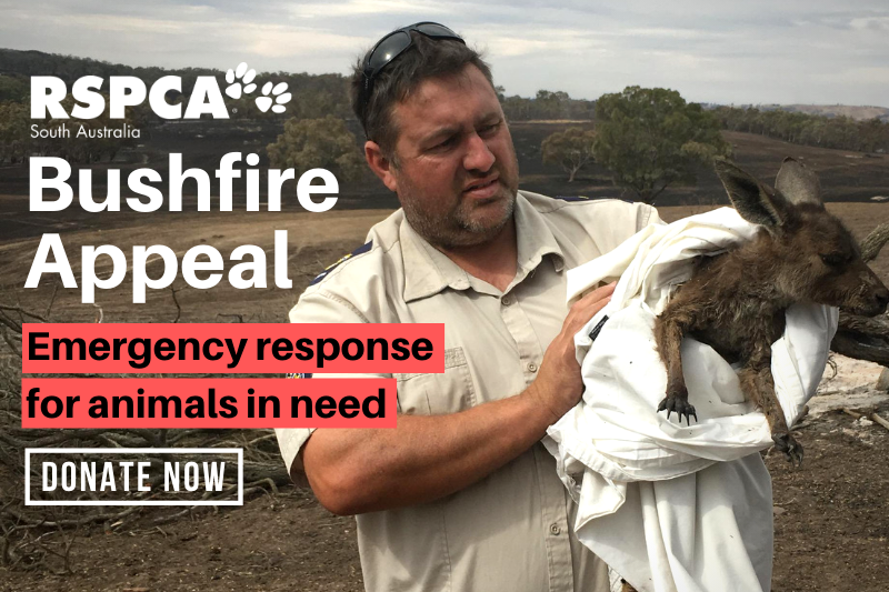 Donate to our Bushfire Appeal