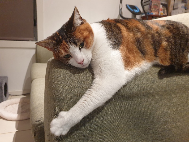 Meet Penny, the life-saving wonder cat with a sixth sense - RSPCA South  Australia