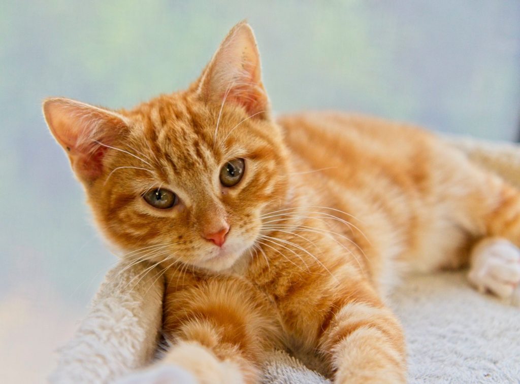 Cats and Kittens - guide to caring for pets