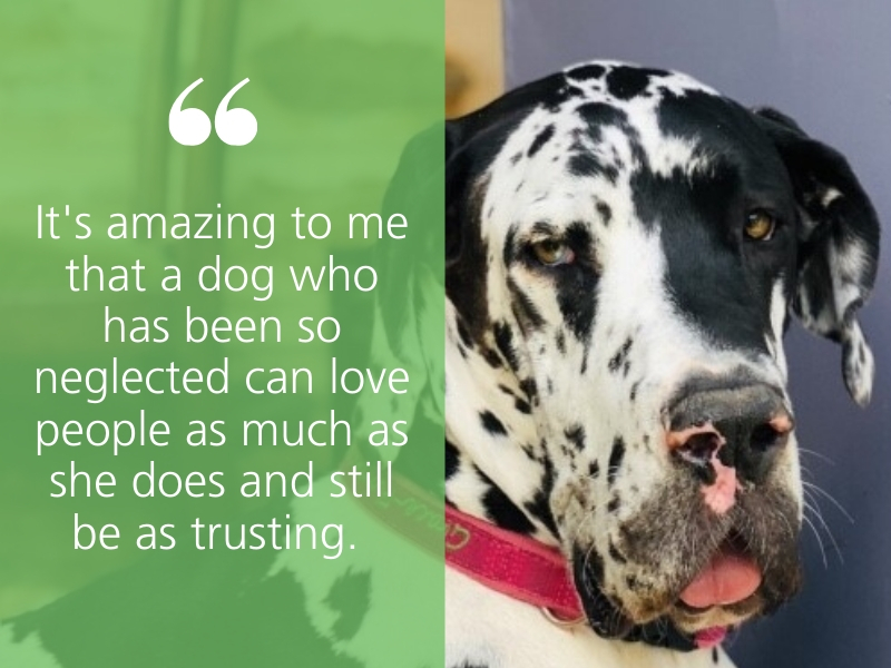 16 truly touching quotes of 2019 - RSPCA South Australia