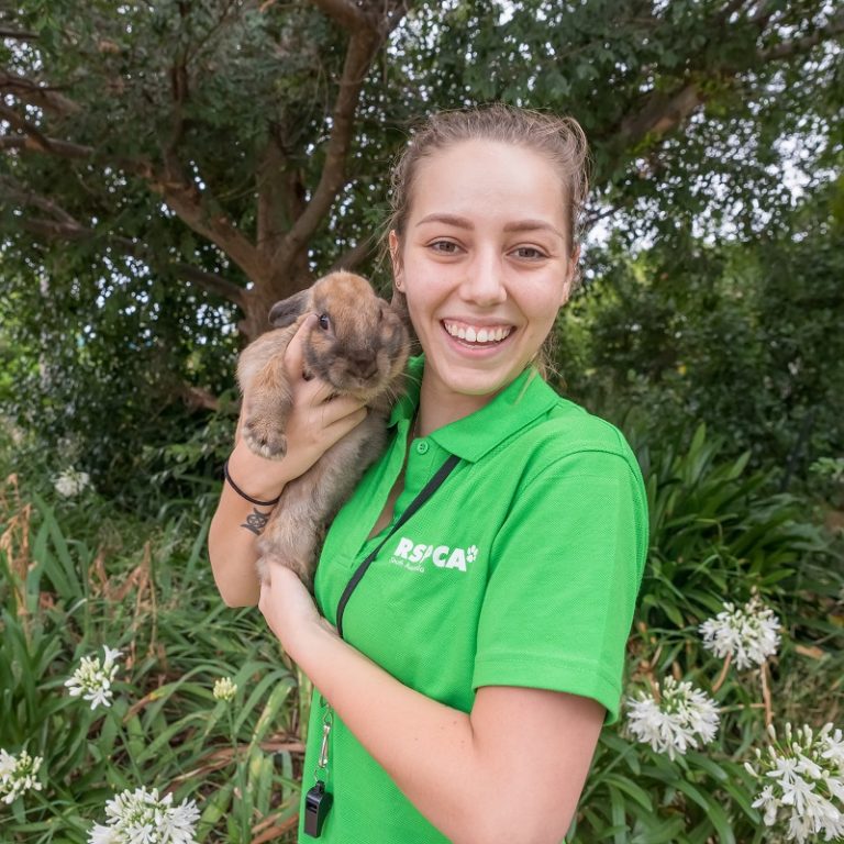 Everything you need to know about caring for your pet rabbit RSPCA South Australia