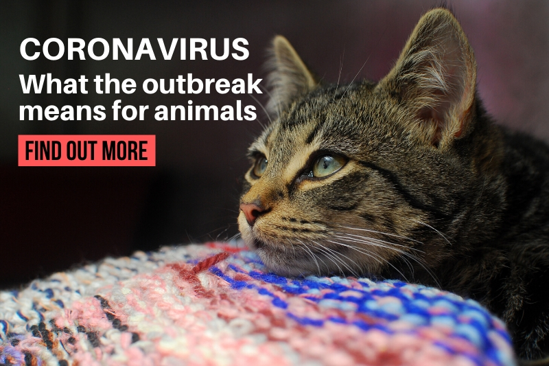 Coronavirus - what the outbreak means for animals