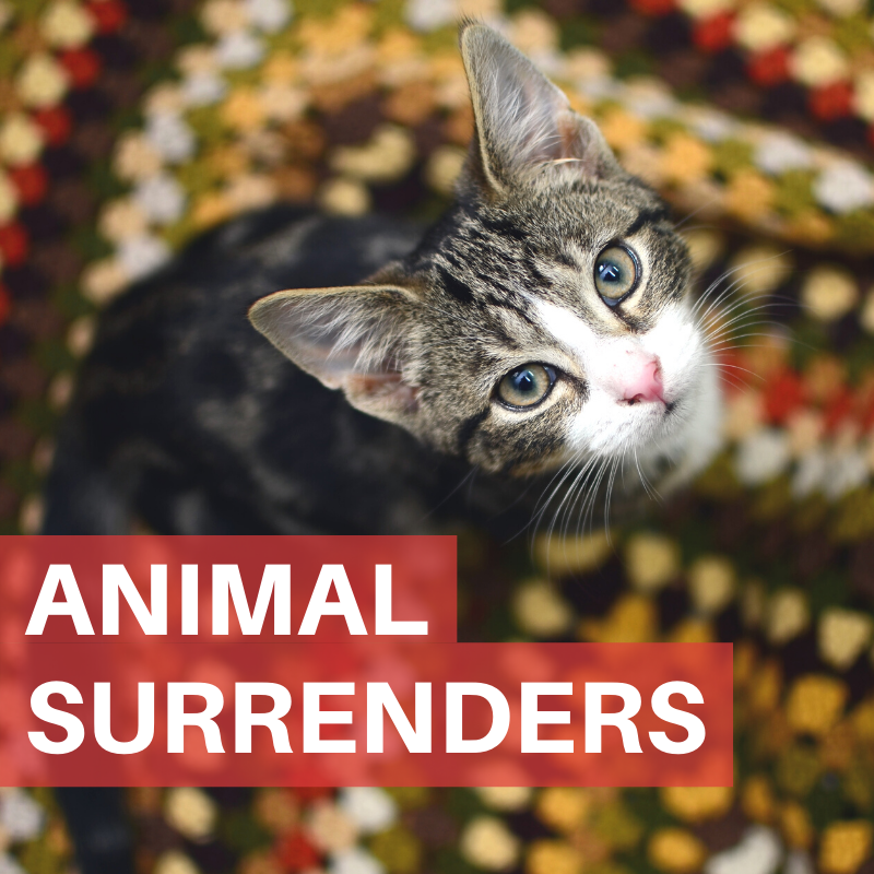 Animal surrenders information