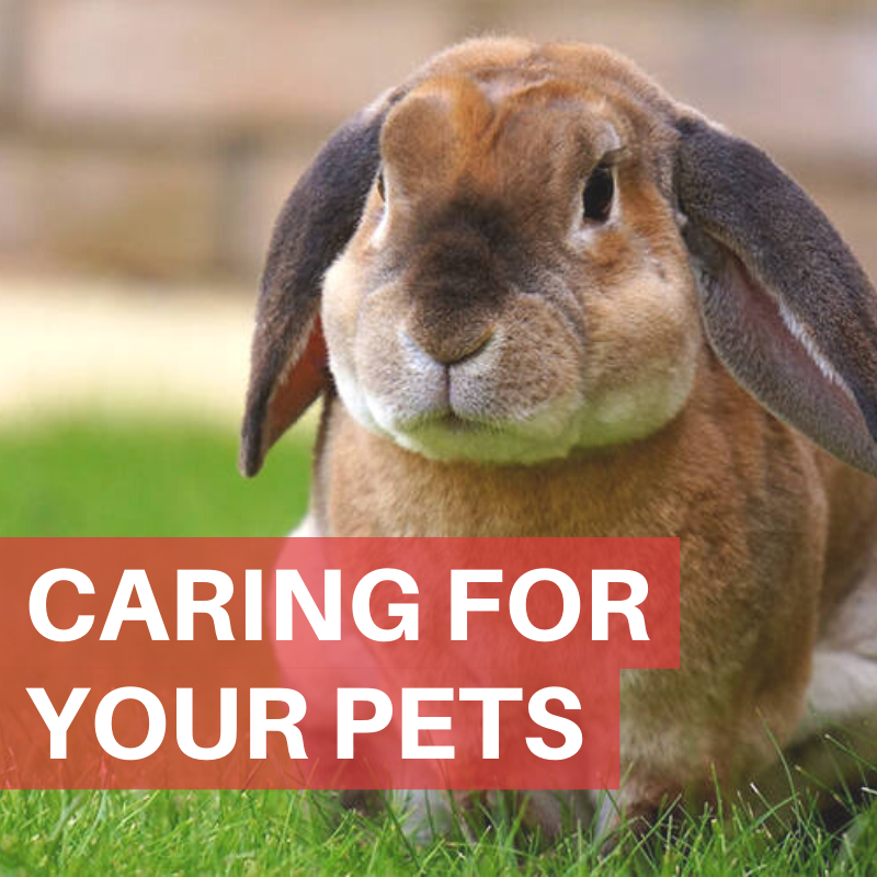 caring for your pets
