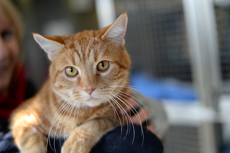 What does RSPCA's 'animals in care' number actually mean? - RSPCA South  Australia