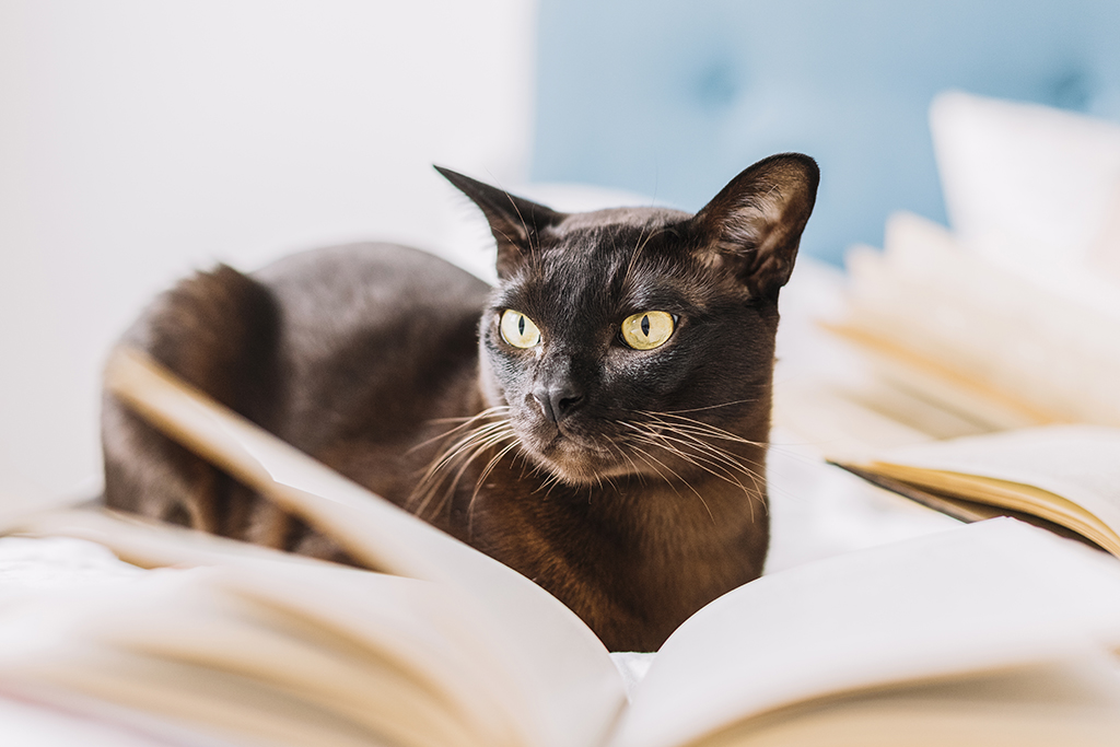 Cat with book