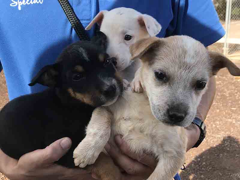 Puppies dumped in Whyalla alleyway
