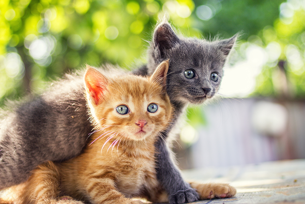Two kittens looking