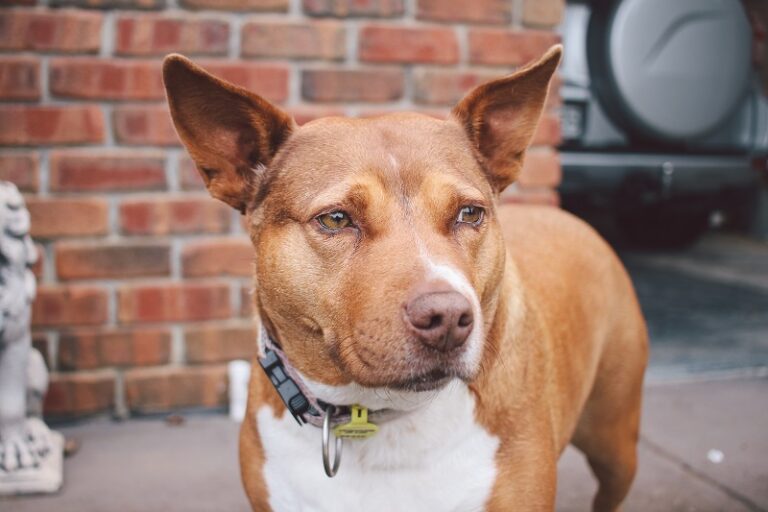 Image showcasing Excessive barking: why your dog does it, and how to get them to stop ...