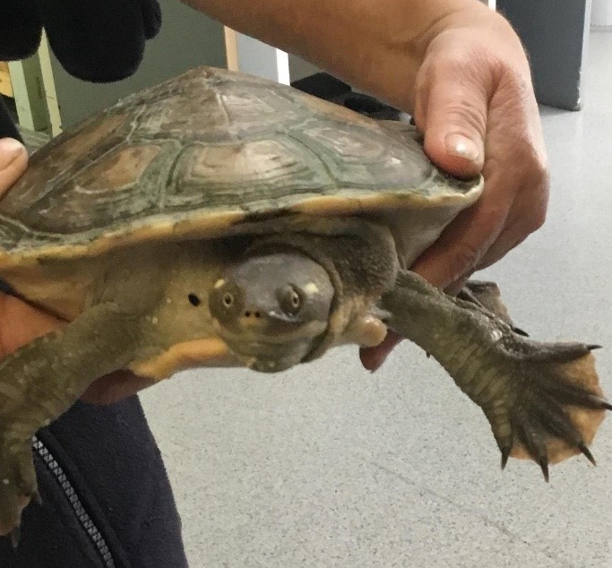 Turtles keep turning up at RSPCA SA - Knowledgeable homes sought for three  Murray short-necked turtles - RSPCA South Australia