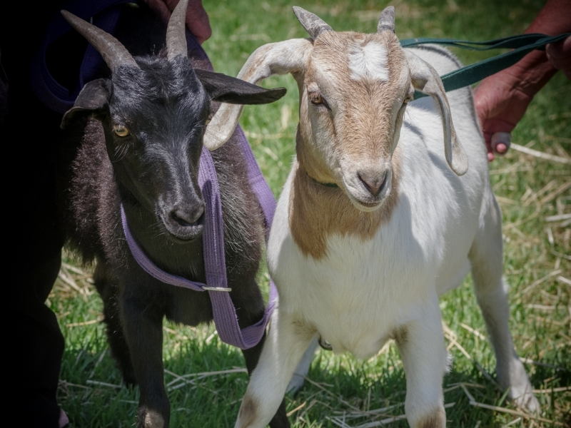 Caring for Goats: the Dos and Don'ts - RSPCA South Australia