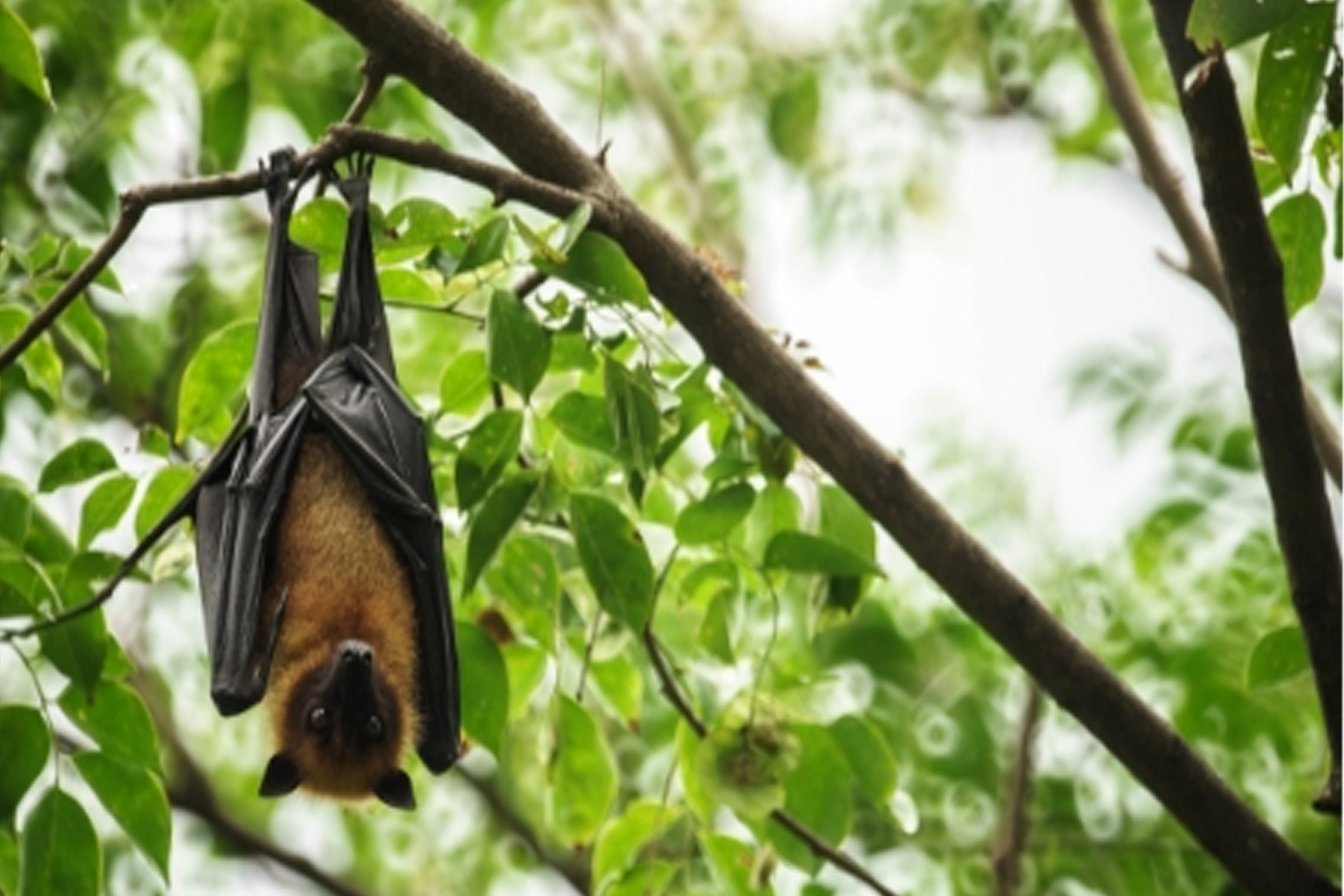 Here's what to do if you find a fruit bat in your backyard - RSPCA South  Australia