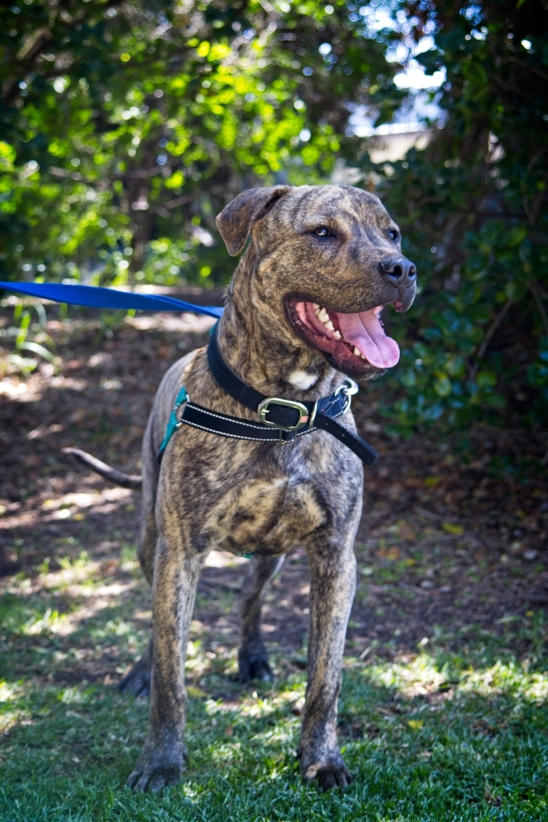 Can You Be Allergic To Certain Dogs