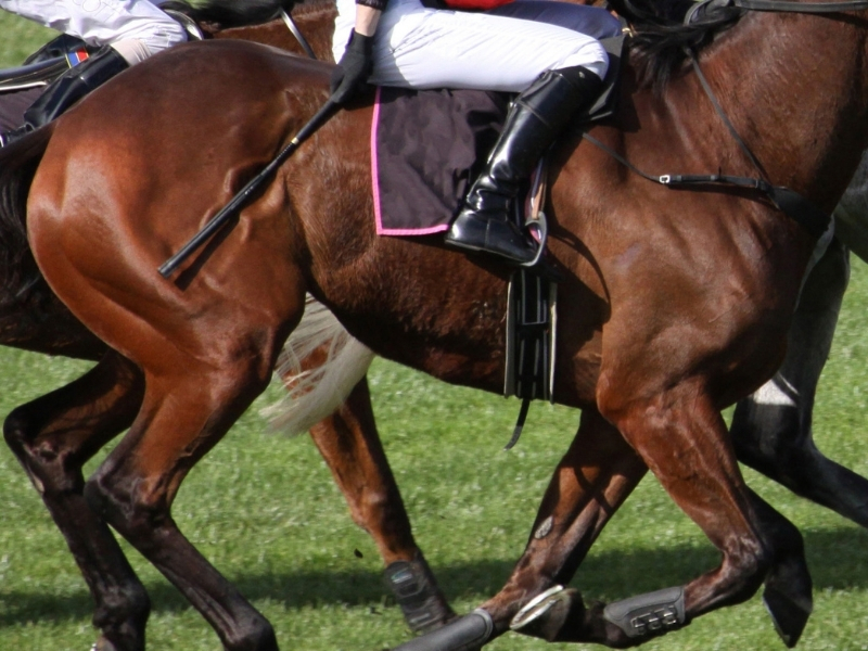 New move to end whipping of Thoroughbred racehorses Mirage News