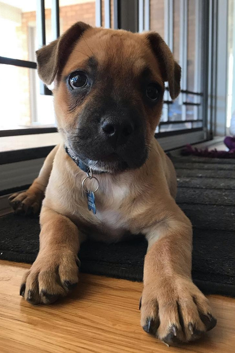 What Is The Runt Of The Litter In Dogs